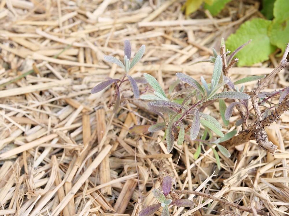 ラベンダー 敷きわら