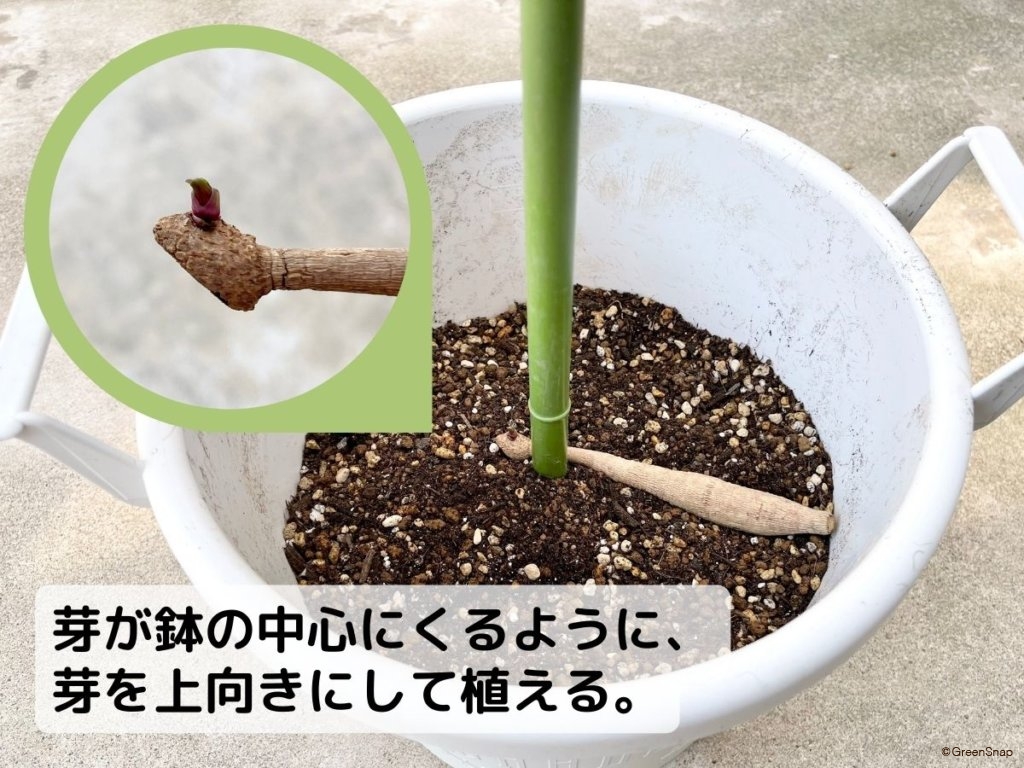 ダリアの育て方｜球根は植えっぱなしでいい？初心者が枯らす原因は？｜🍀GreenSnap（グリーンスナップ）