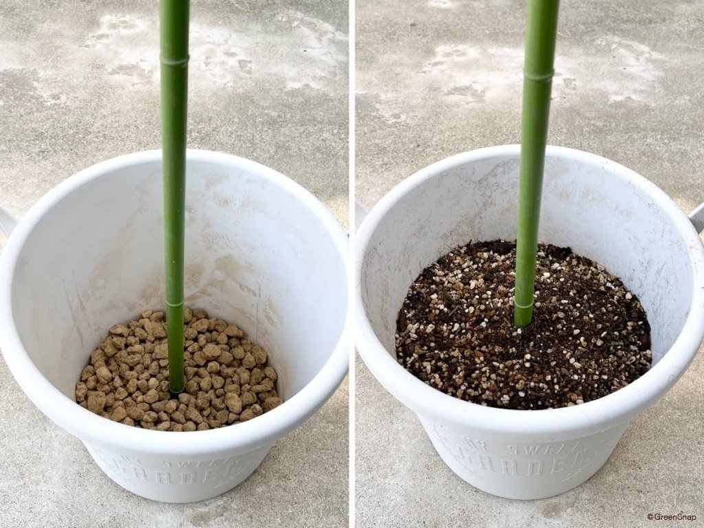ダリア 球根の植え方 植える鉢の用意