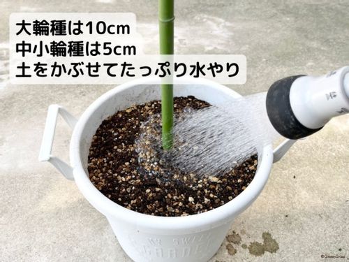 ダリアの育て方 球根は植えっぱなしでいい 初心者が枯らす原因は Greensnap グリーンスナップ