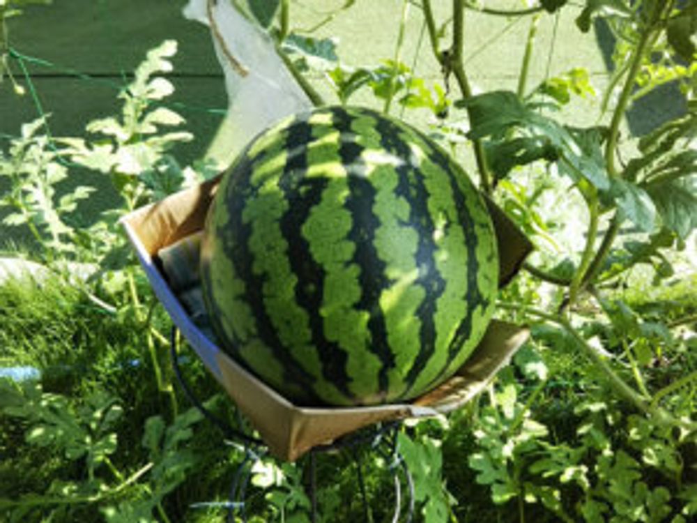 大玉スイカ