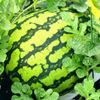 スイカの収穫時期｜玉直しってなに？タイミングの見分け方や目安は？の画像