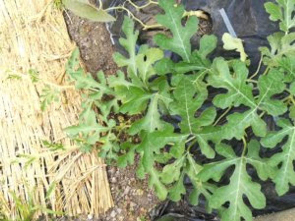 小玉スイカ　紅しずく