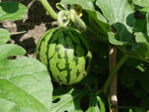 スイカの摘芯 整枝 目的や方法 時期やタイミングは Greensnap グリーンスナップ スイカの摘芯 整枝 目的や方法 時期やタイミングは Greensnap グリーンスナップ