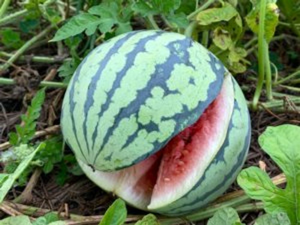 スイカ　割れる