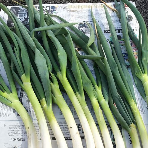 ネギの栽培 育て方 苗の植え方や収穫時期は 肥料や土寄せの方法は Greensnap グリーンスナップ ネギの栽培 育て方 苗の植え方や収穫時期は 肥料や土寄せの方法は Greensnap グリーンスナップ