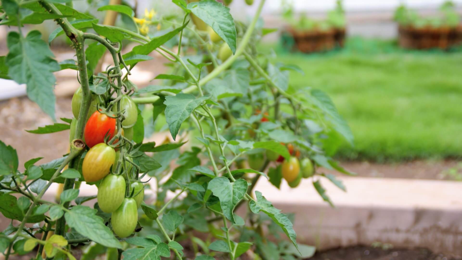 家庭菜園の収穫に使いたい 便利でおしゃれなツール特集 Greensnap グリーンスナップ