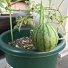 スイカはプランター栽培はできる？容器のサイズや苗を植える時期などの画像