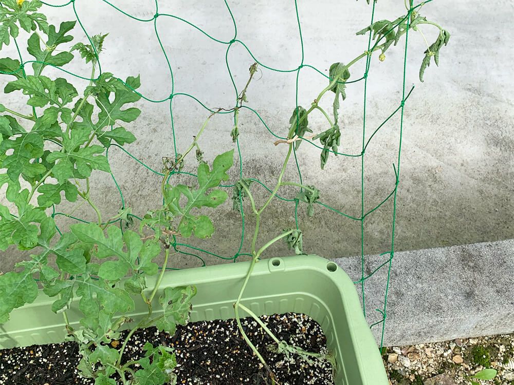 小玉スイカ　誘引