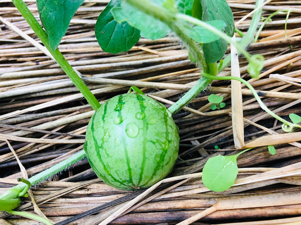 小玉スイカの栽培 育て方 収穫時期はいつ 空中栽培の方法は Greensnap グリーンスナップ