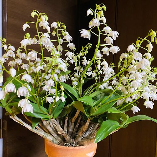 デンドロビウム キンギアナムの育て方 植え替えの時期や方法 増やし方は Greensnap グリーンスナップ デンドロビウム キンギアナムの育て方 植え替えの時期や方法 増やし方は Greensnap グリーンスナップ