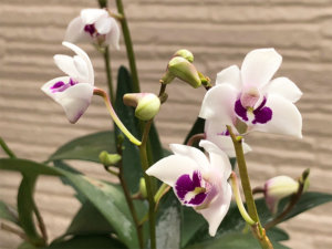 デンドロビウム・キンギアナムの育て方｜植え替え時期や株分けなど