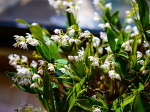 デンドロビウム キンギアナムの育て方 植え替えの時期や方法 増やし方は Greensnap グリーンスナップ デンドロビウム キンギアナムの育て方 植え替えの時期や方法 増やし方は Greensnap グリーンスナップ