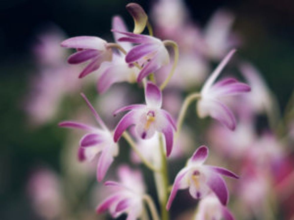 デンドロビウム・キンギアナム