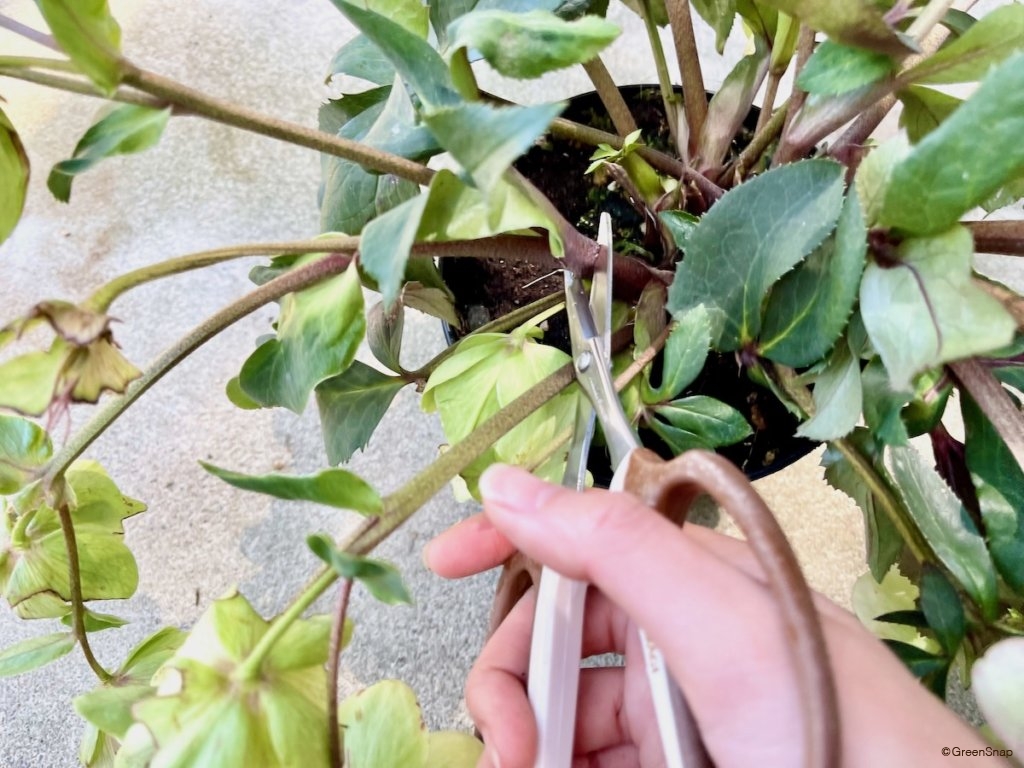 クリスマスローズ 剪定