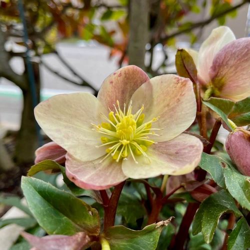 クリスマスローズの育て方 鉢植え 地植え別 初心者でも花をきれいに咲かせるコツ Greensnap グリーンスナップ