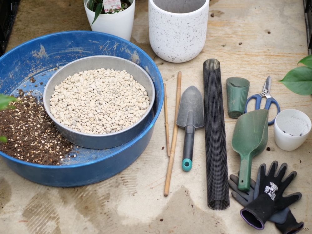 アンスリウム 植え替え 必要なもの