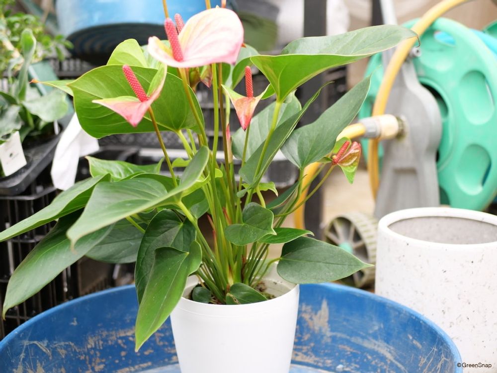 アンスリウム 植え替え前