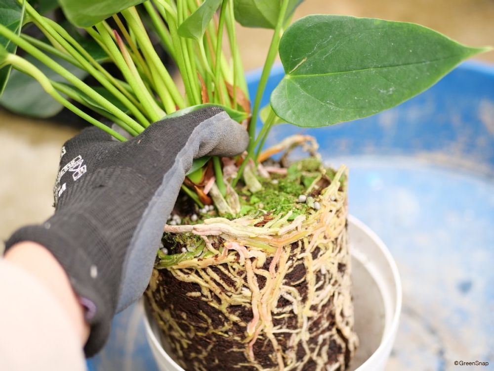 アンスリウム 植え替え 鉢から取り出す