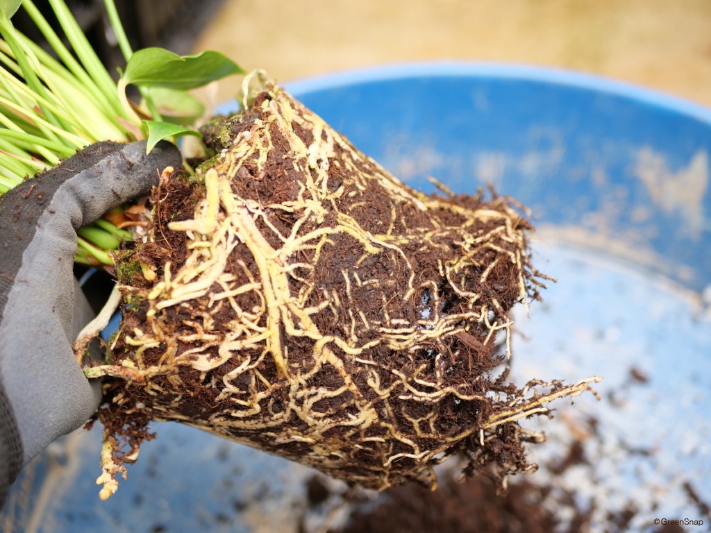 アンスリウム 植え替え 根鉢をほぐす