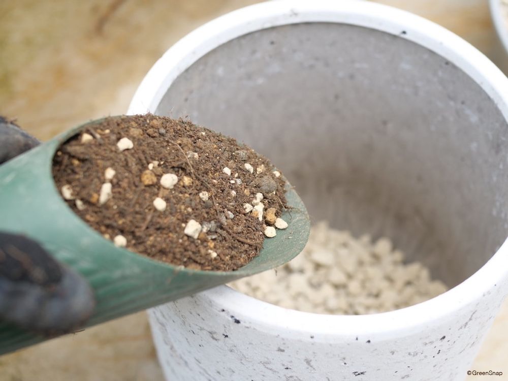 アンスリウム 植え替え 新しい鉢の準備