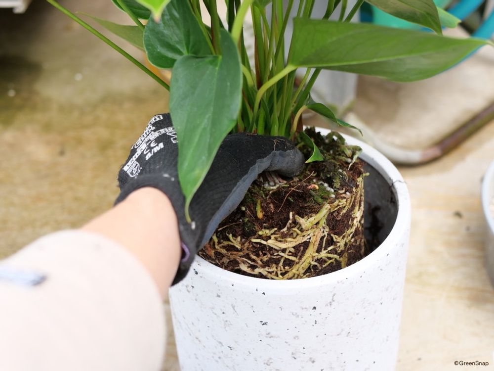 アンスリウム 植え替え 植える位置を決める