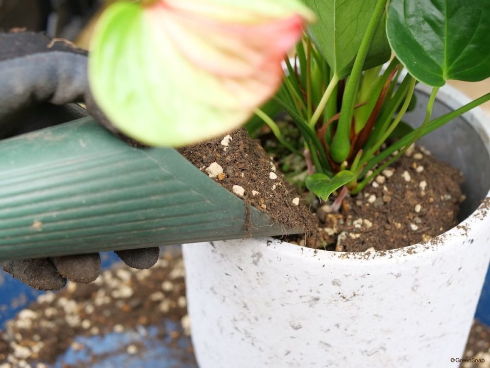 アンスリウム 植え替え 土を入れる