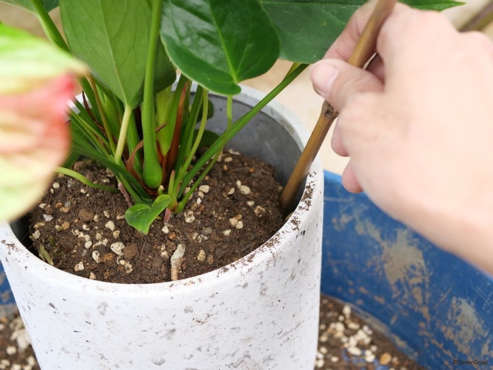 アンスリウム 植え替え 土をすきまに詰める