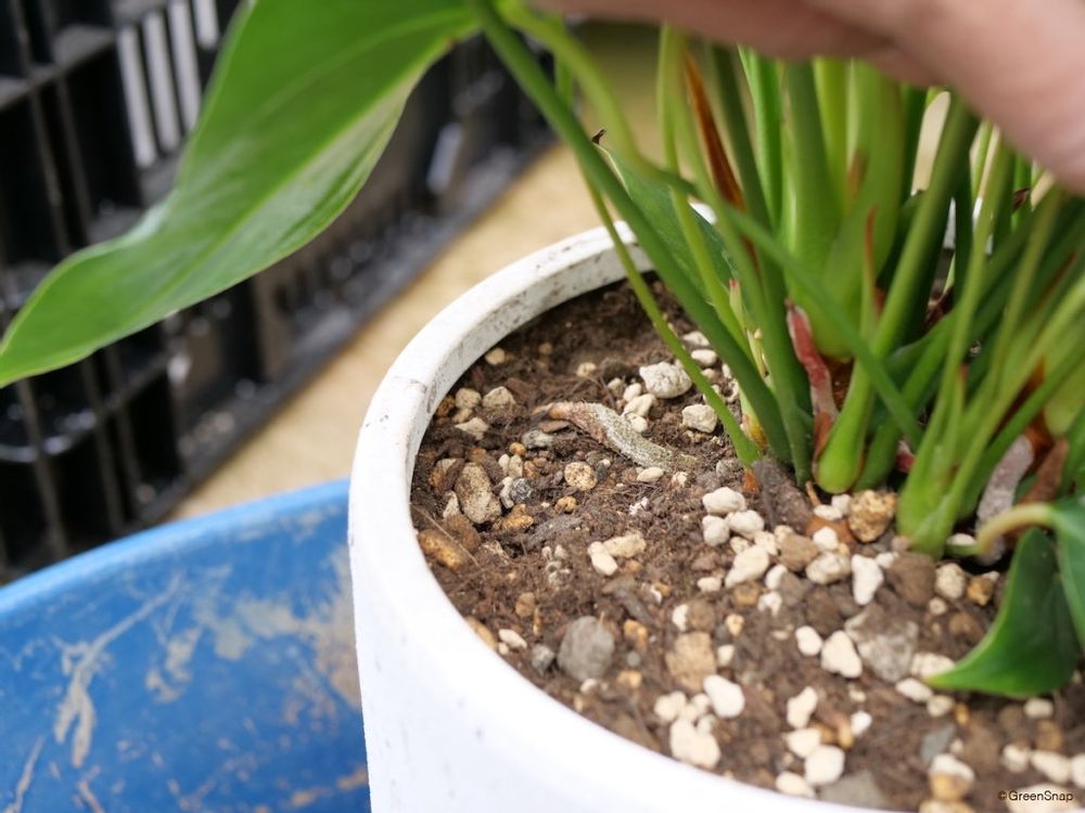 アンスリウム 植え替え ウォータースペースを残す