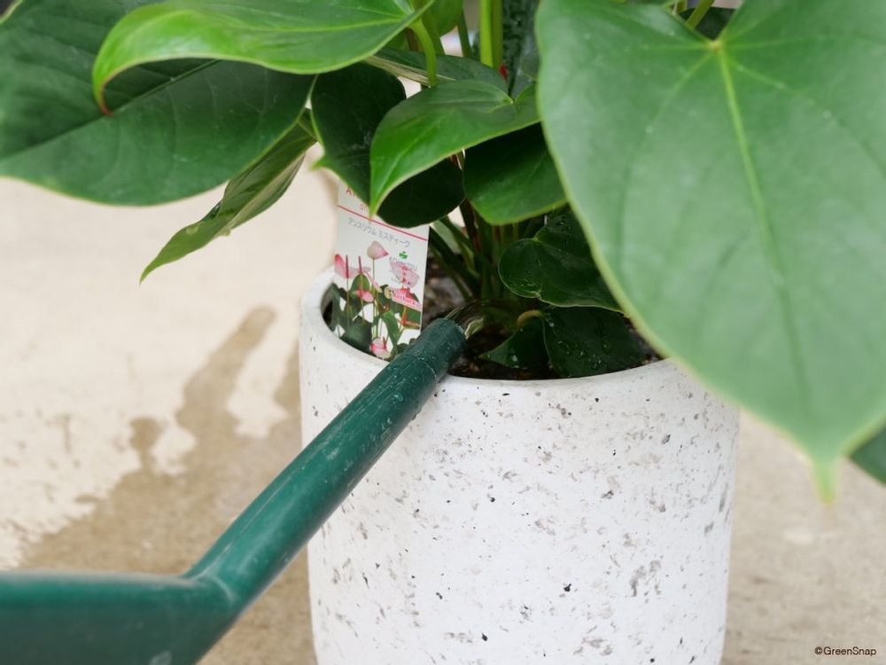 アンスリウム 植え替え 水やり