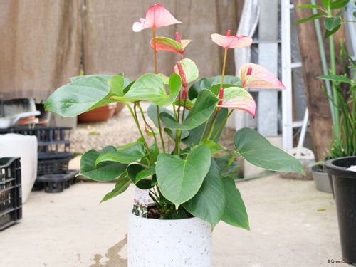 アンスリウムの植え替え 時期はいつ 土や鉢の選び方は 株分けもできる Greensnap グリーンスナップ