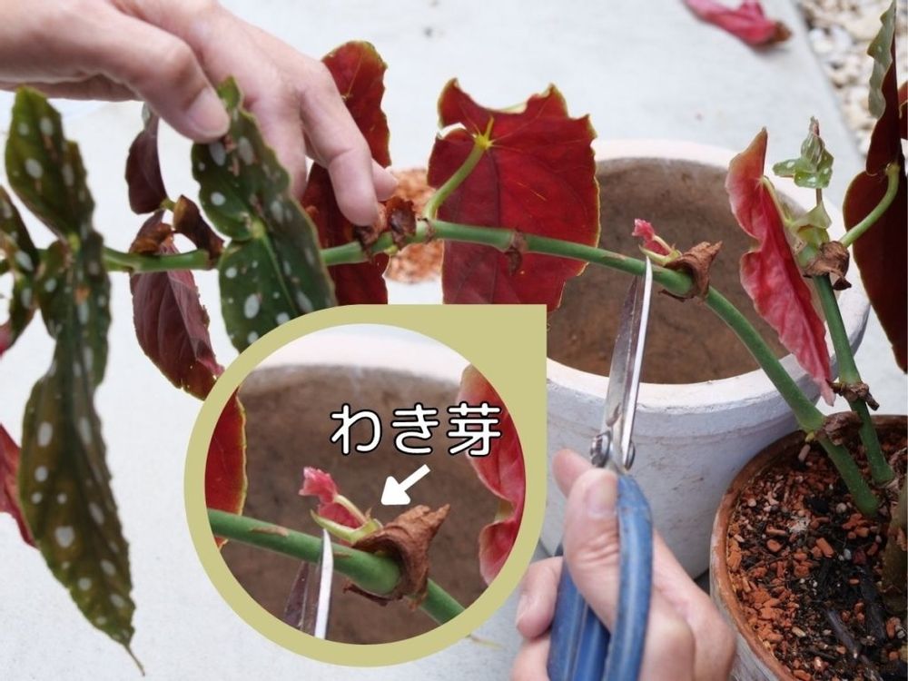 ベゴニア 切り戻し