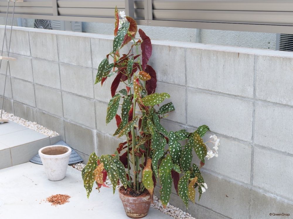 ベゴニア マクラータ