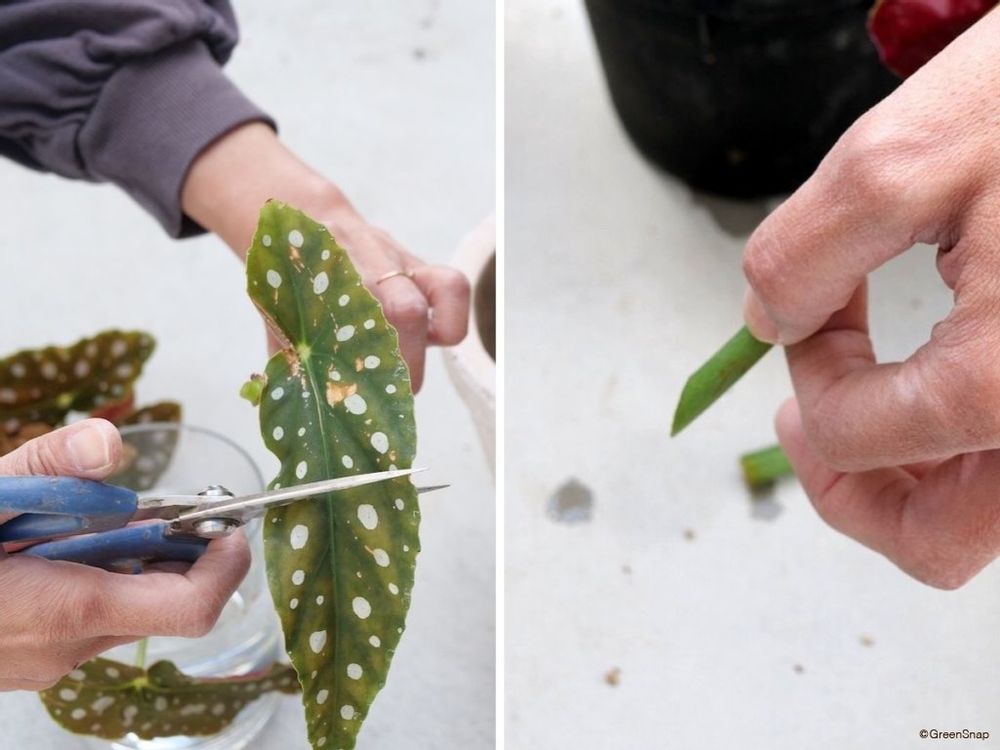 ベゴニア 挿し木 挿し穂を整える