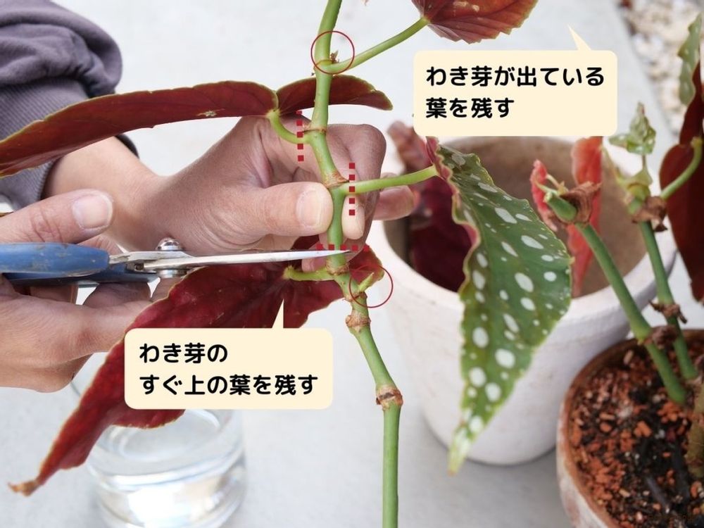 ベゴニア 挿し木 わき芽の上で切りそろえる