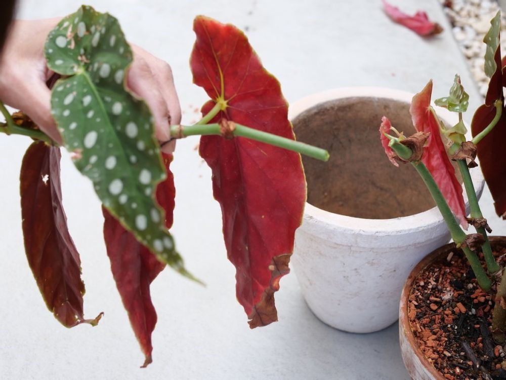 ベゴニア 挿し木 剪定する