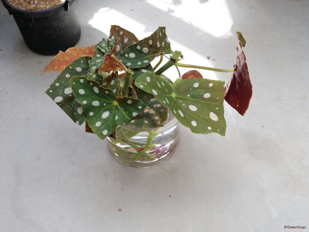 ベゴニア 挿し木 水につける