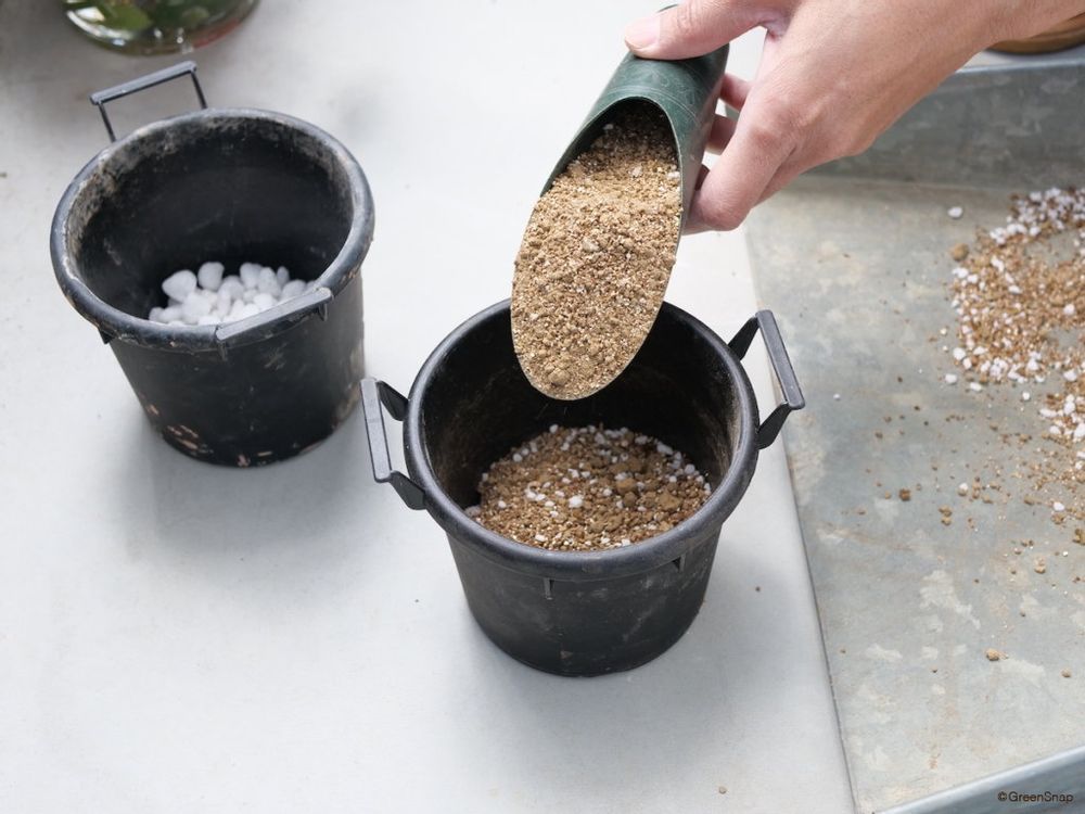 ベゴニア 挿し木 植える鉢の準備