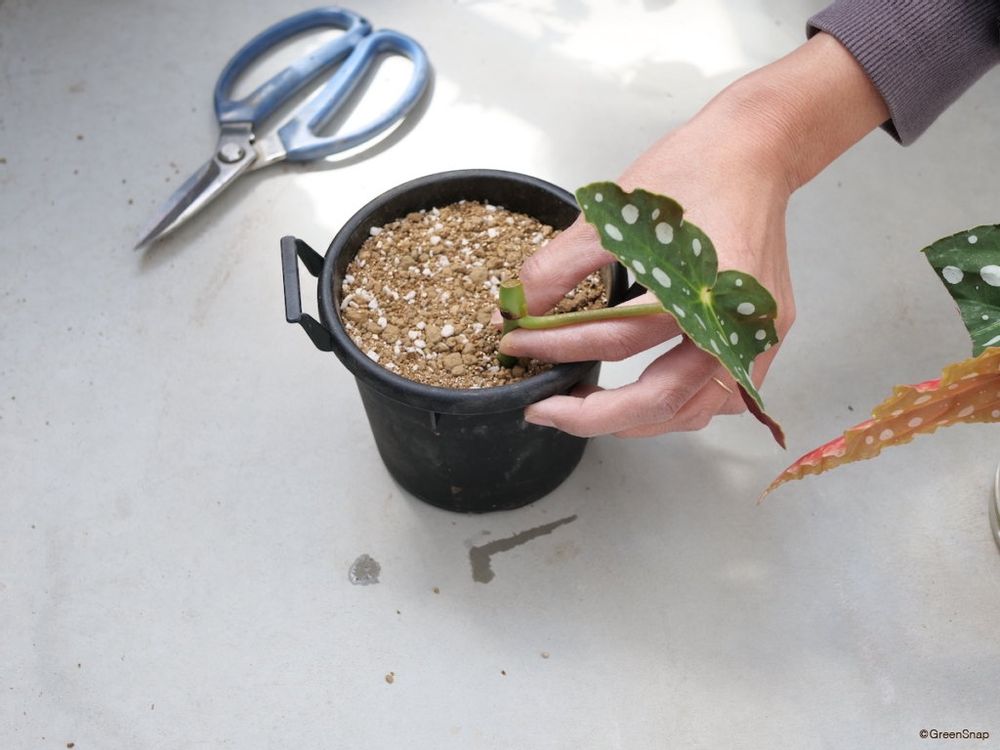ベゴニア 挿し木 挿し穂を植える