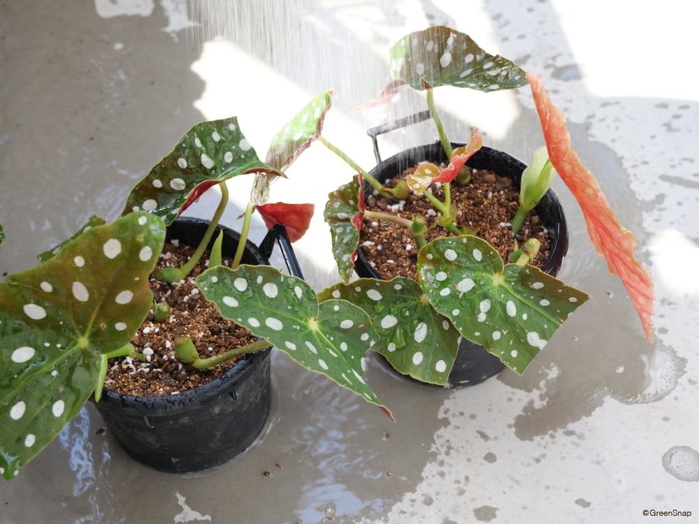 ベゴニア 挿し木 水やり