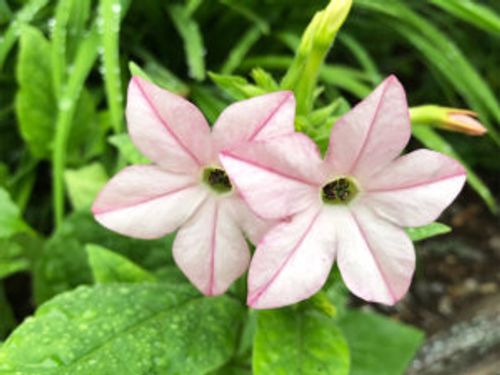 ニコチアナとは 育て方や花言葉 種類や花の特徴は Greensnap グリーンスナップ