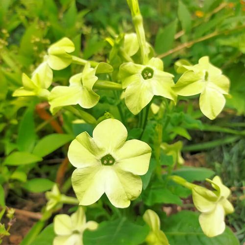 ニコチアナとは 育て方や花言葉 種類や花の特徴は Greensnap グリーンスナップ