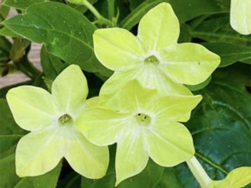 ニコチアナとは 育て方や花言葉 種類や花の特徴は Greensnap グリーンスナップ