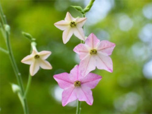ニコチアナとは 育て方や花言葉 種類や花の特徴は Greensnap グリーンスナップ