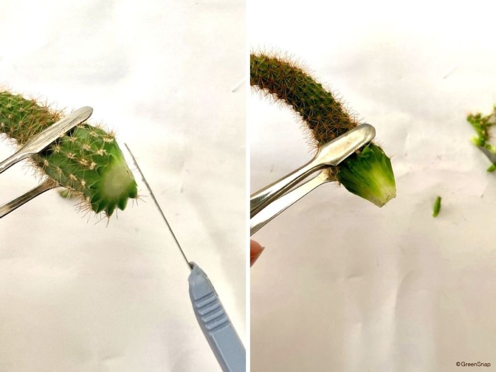 サボテン 胴切り 挿し木 切り口をカットした様子