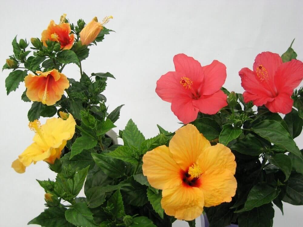 アレンジハイビスカス