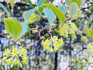 サンキライ(山帰来)とは｜育て方や花言葉、ドライフラワーや