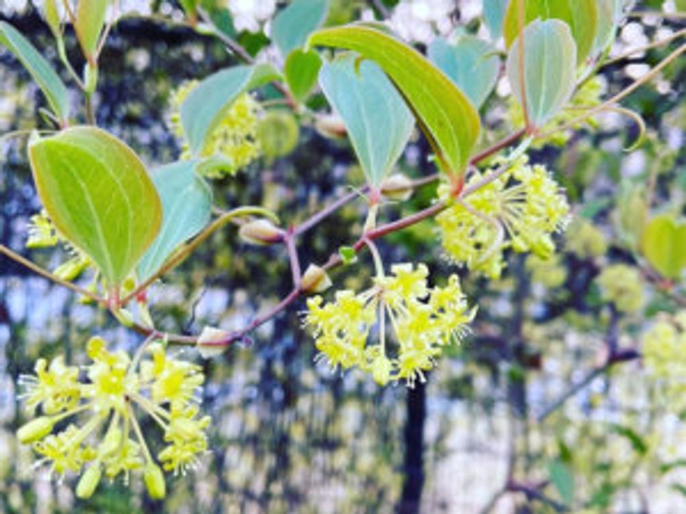 サンキライ　花