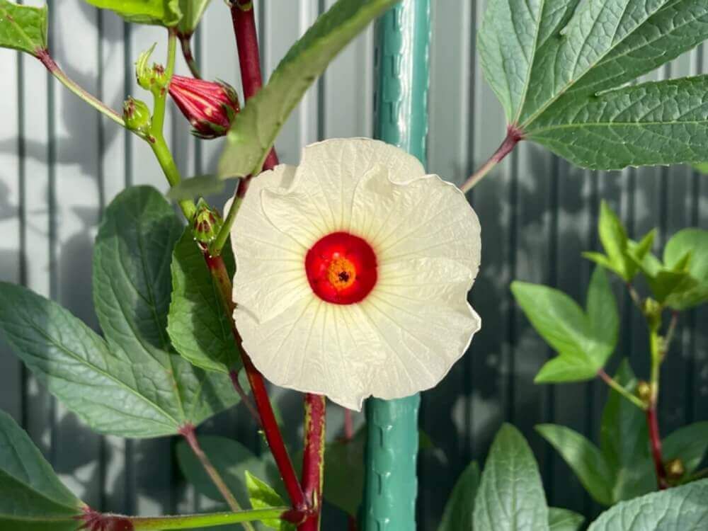 ハイビスカス サブダリファ(ローゼル)