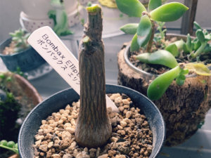 ボンバックスとは｜育て方や特徴、剪定の時期や太くする方法は